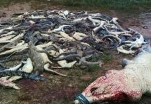 印尼村民意外遭鳄鱼咬死 全村杀近300头鳄鱼“复仇”