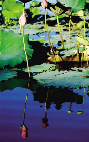 采莲可不是江南特权,海南荷塘也别样美!