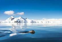 在南极赴一场最美的约会