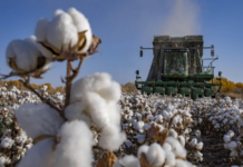 HM等抵制新疆棉花 外交部回应丨国际热点速递