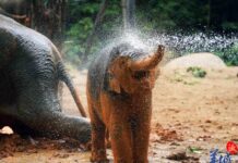 【大美广东】万“象”更新,广州“威风”公主1周岁啦