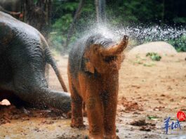 【大美广东】万“象”更新,广州“威风”公主1周岁啦