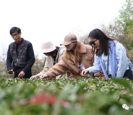 海外華文媒體共訪徽州千年古村,對話世界名茶