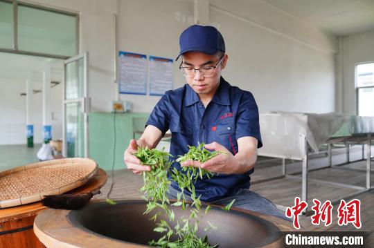 图为潘柏儒正在炒茶。　韦国政 摄