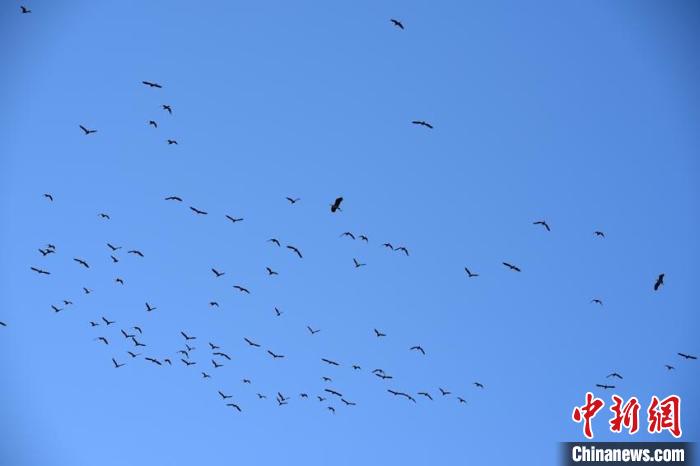 大批苍鹭飞抵吉林筑巢“安家”形成众多“苍鹭岛”