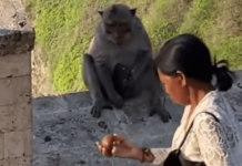 巴厘岛野猴偷女游客手机,勒索足够食物才交回