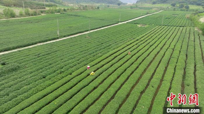 中国侨网3月8日，伏虎华侨农场内，茶农在茶园采摘春茶。（无人机照片）汤晓逵 摄