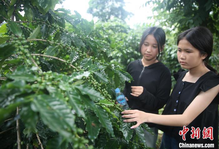 中国侨网8月7日，老挝华裔新生代参观咖啡园。当日，来自老挝的39名华裔新生代走进云南省普洱市宁洱哈尼族彝族自治县，参访咖啡庄园、学习咖啡知识、体验咖啡冲泡。普洱市被誉为“中国咖啡之都”，是中国咖啡主产区。中新社记者 黄兴鸿 摄