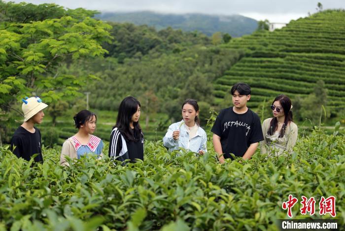 中国侨网8月8日，老挝华裔新生代聆听茶艺师（右三）讲解普洱茶知识。当日，来自老挝的39名华裔新生代走进被誉为“世界茶源”的云南省普洱市，参观茶园、研习茶文化。中新社记者 黄兴鸿 摄