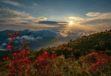 【大美广东·中印尼双语】(Bilingual Cina dan Indonesia)美图直击,到“中国李乡”邂逅高山野生杜鹃花海