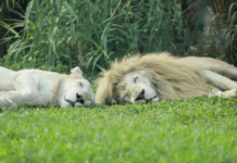 【大美广东·中印尼双语】(Bilingual Cina dan Indonesia)广州动物园惊现睡神图鉴