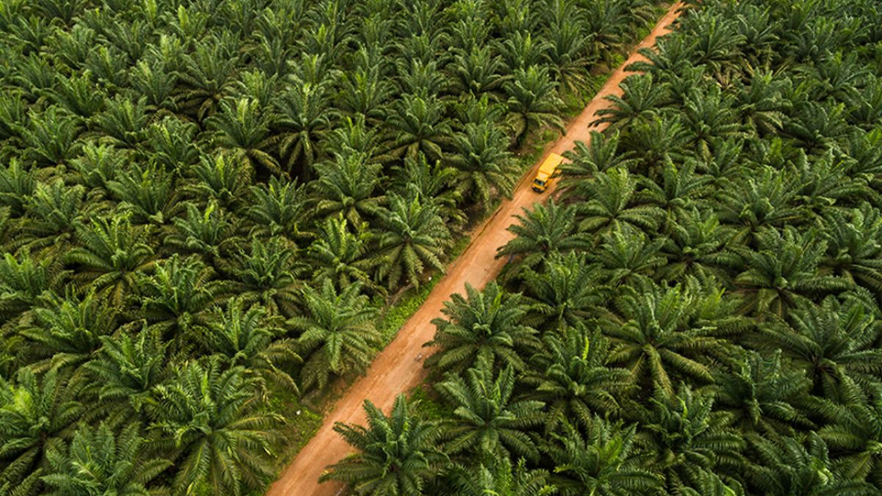 印尼拥有世界最大棕榈农园目前正加速实现B50生物柴油生产计划