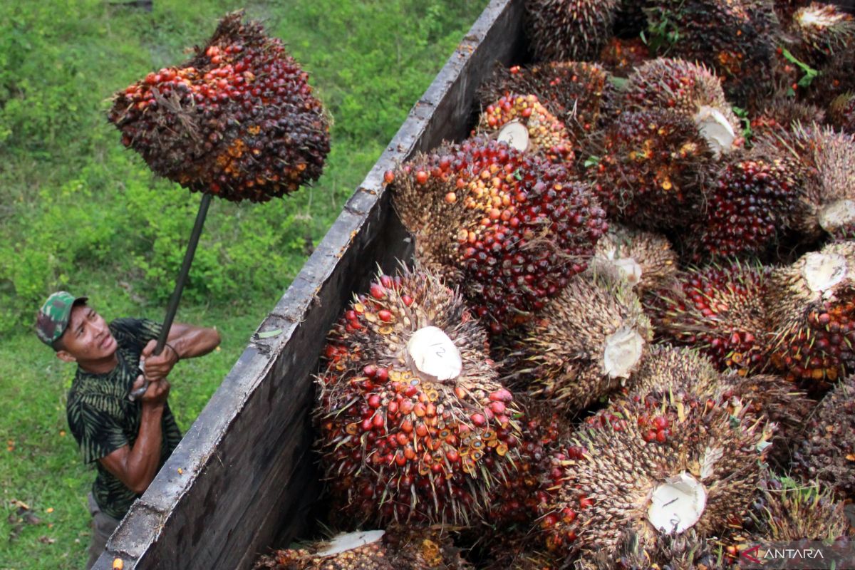 Indonesia's B50 biodiesel plan may boost global CPO prices: minister
