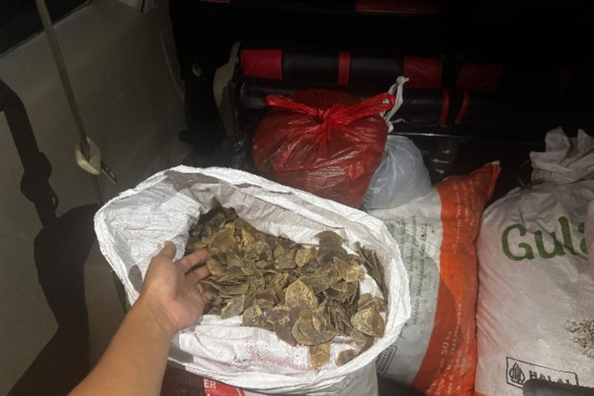 Indonesia foils 80.5kg pangolin scale trafficking in S Kalimantan