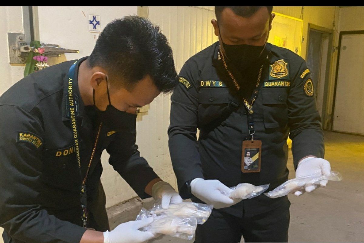 价值 Rp5.2B 的青蛙腿从南苏门答腊出口到法国