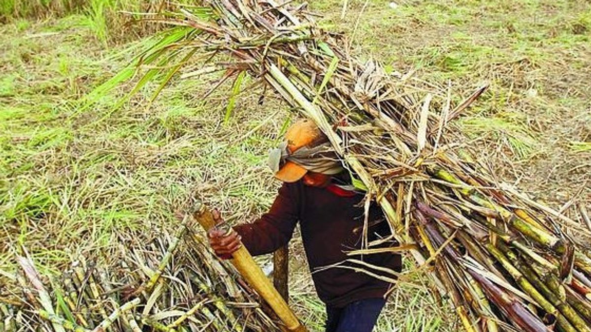 政府筹备1.5万亿印尼盾，农民食糖将通过透明拍卖机制吸收