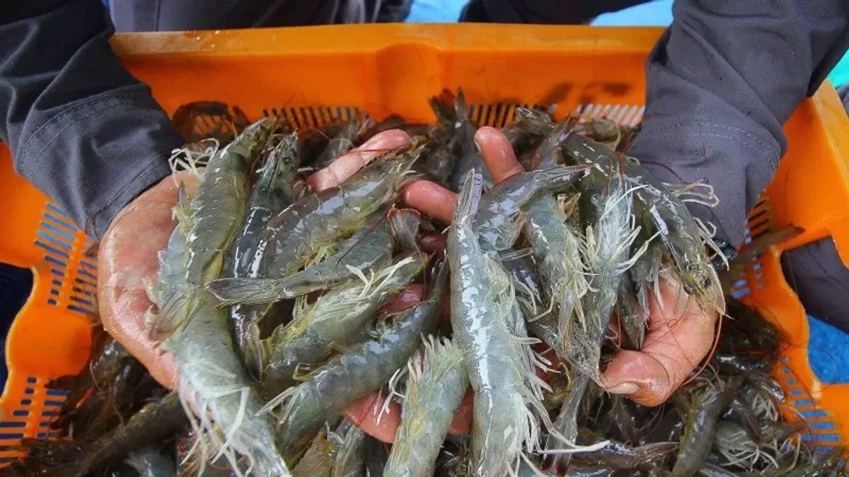 虾塘经营资金需要准备，多少多少？