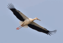 【大美广东·中印尼双语】(Bilingual Cina dan Indonesia)广东候鸟迁徙高峰开启 今年秋冬预计超30万只到访