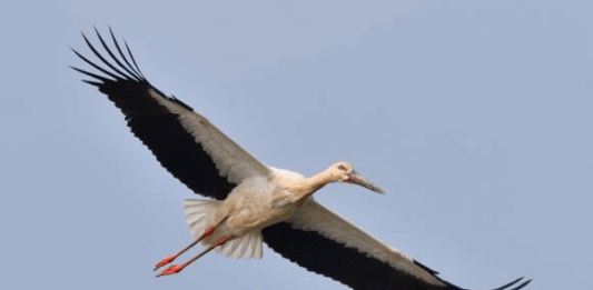 【大美广东·中印尼双语】(Bilingual Cina dan Indonesia)广东候鸟迁徙高峰开启 今年秋冬预计超30万只到访