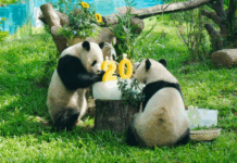 【大美广东·中印尼双语】(Bilingual Cina dan Indonesia)广州动物园大熊猫新馆开馆,“久久”“友友”会客啦