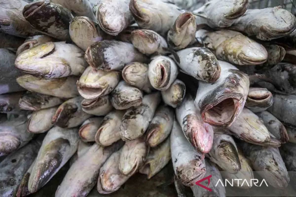 印度尼西亚确保对沙特阿拉伯的渔业出口安全
