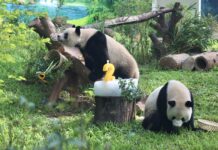 解锁“5蚊”一只大熊猫!广州动物园新大熊猫馆正式开放