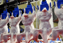 香港暂停丹麦、波兰和荷兰部分地区禽肉及禽类产品进口