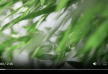 【大美广东·中印尼双语】(Bilingual Cina dan Indonesia)青影物语