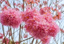 Capturing Guangzhou’s autumn–winter blossoms