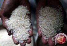 印尼政府查封沙璜一仓库,查获 250 吨非法进口大米