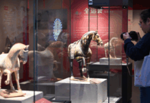 【大美广东·中印尼双语】(Bilingual Cina dan Indonesia)千年陶马与鹏城赛马跨时空对话:“骥跃升腾——三彩马的世界”展览亮相深博