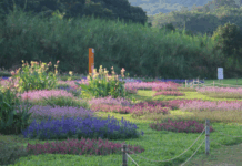 【大美广东·中印尼双语】(Bilingual Cina dan Indonesia)广州南沙披上“繁花盛装”,扮靓绿美全运画卷