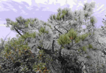 【大美广东·中印尼双语】(Bilingual Cina dan Indonesia)粤北山巅现雾凇奇景,乐昌马王殿冰晶映日如缀星子