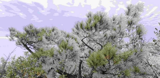 【大美广东·中印尼双语】(Bilingual Cina dan Indonesia)粤北山巅现雾凇奇景,乐昌马王殿冰晶映日如缀星子