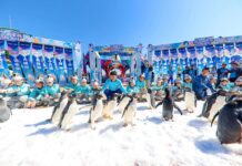 【大美广东·中印尼双语】(Bilingual Cina dan Indonesia)22只帝企鹅宝宝集中亮相!横琴再次刷新帝企鹅繁育纪录