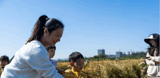 【大美广东·中印尼双语】(Bilingual Cina dan Indonesia)惠州惠城高新区:割稻打禾、稻田拔河,市民把秋收过成“田园派对”