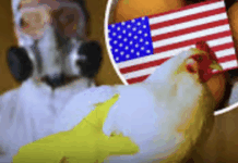 全球首例!美老年人感染H5N5病毒丧命