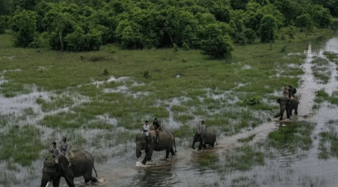 廖内省 8 岁女童遭野象践踏身亡,人象冲突危机引担忧