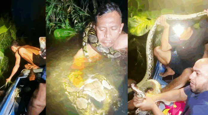 加里曼丹导游遭 6 米巨蟒拖入水中 同伴跳水营救化险为夷