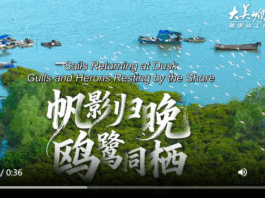 【大美广东·中印尼双语】(Bilingual Cina dan Indonesia)湛江遂溪北潭渔港:帆影归晚 鸥鹭同栖