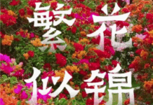 【大美广东·中印尼双语】(Bilingual Cina dan Indonesia)繁花似锦,等风亦等你 | 岭南行记