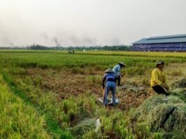 政府力争三年内实现巴布亚粮食自给