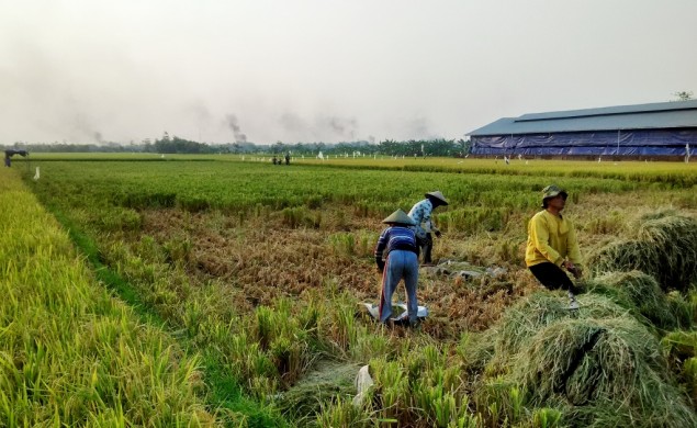 政府力争三年内实现巴布亚粮食自给
