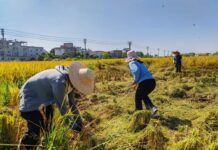 广东这个“硬核”县创下双项世界纪录