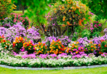 广州这片三角梅花海,靓到上央视!