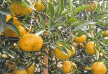 【大美广东·中印尼双语】(Bilingual Cina dan Indonesia)新会:“陈皮之乡”唱响“农文旅”新曲