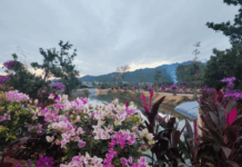 【大美广东·中印尼双语】(Bilingual Cina dan Indonesia)杜鹃花开正当时!新兴天堂镇农文旅盛会火热迎客