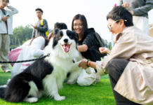 【大美广东·中印尼双语】(Bilingual Cina dan Indonesia)华农版“疯狂动物城”上演!第十九届华南(广州)宠物嘉年华举行