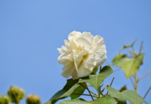 【大美广东·中印尼双语】(Bilingual Cina dan Indonesia)冬日浪漫打卡地!芙蓉醉流花,一日变三色