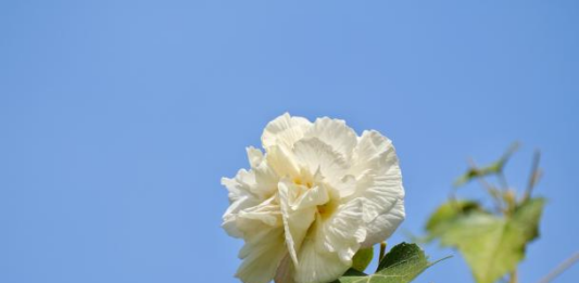 【大美广东·中印尼双语】(Bilingual Cina dan Indonesia)冬日浪漫打卡地!芙蓉醉流花,一日变三色